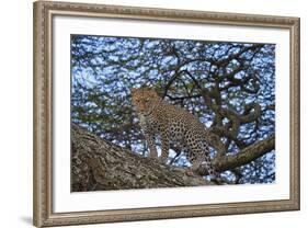 Leopard (Panthera Pardus) in a Tree-James Hager-Framed Photographic Print