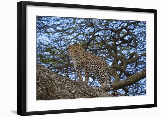 Leopard (Panthera Pardus) in a Tree-James Hager-Framed Photographic Print