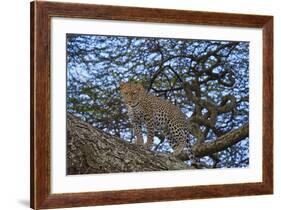 Leopard (Panthera Pardus) in a Tree-James Hager-Framed Photographic Print