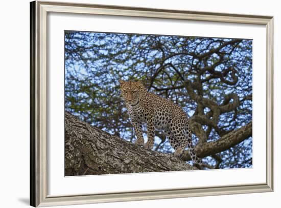 Leopard (Panthera Pardus) in a Tree-James Hager-Framed Photographic Print