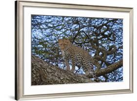 Leopard (Panthera Pardus) in a Tree-James Hager-Framed Photographic Print