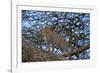 Leopard (Panthera Pardus) in a Tree-James Hager-Framed Photographic Print