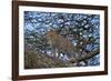 Leopard (Panthera Pardus) in a Tree-James Hager-Framed Photographic Print