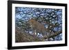 Leopard (Panthera Pardus) in a Tree-James Hager-Framed Photographic Print