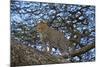 Leopard (Panthera Pardus) in a Tree-James Hager-Mounted Photographic Print