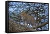 Leopard (Panthera Pardus) in a Tree-James Hager-Framed Stretched Canvas