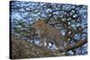 Leopard (Panthera Pardus) in a Tree-James Hager-Stretched Canvas