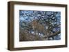 Leopard (Panthera Pardus) in a Tree-James Hager-Framed Photographic Print