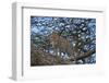 Leopard (Panthera Pardus) in a Tree-James Hager-Framed Photographic Print