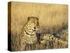 Leopard, Panthera Pardus, in Captivity, Namibia, Africa-Ann & Steve Toon-Stretched Canvas