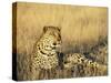 Leopard, Panthera Pardus, in Captivity, Namibia, Africa-Ann & Steve Toon-Stretched Canvas