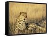 Leopard, Panthera Pardus, in Captivity, Namibia, Africa-Ann & Steve Toon-Framed Stretched Canvas