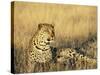 Leopard, Panthera Pardus, in Captivity, Namibia, Africa-Ann & Steve Toon-Stretched Canvas