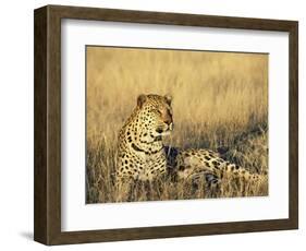 Leopard, Panthera Pardus, in Captivity, Namibia, Africa-Ann & Steve Toon-Framed Photographic Print