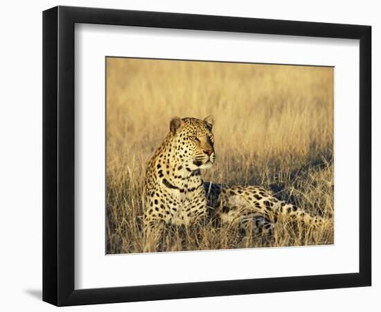 Leopard, Panthera Pardus, in Captivity, Namibia, Africa-Ann & Steve Toon-Framed Photographic Print