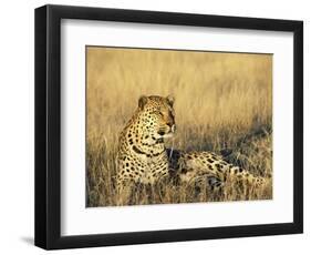 Leopard, Panthera Pardus, in Captivity, Namibia, Africa-Ann & Steve Toon-Framed Photographic Print