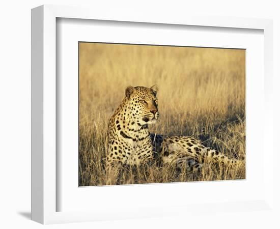 Leopard, Panthera Pardus, in Captivity, Namibia, Africa-Ann & Steve Toon-Framed Photographic Print