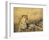 Leopard, Panthera Pardus, in Captivity, Namibia, Africa-Ann & Steve Toon-Framed Photographic Print