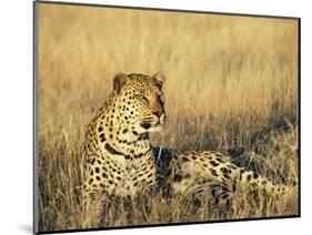 Leopard, Panthera Pardus, in Captivity, Namibia, Africa-Ann & Steve Toon-Mounted Photographic Print