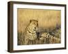 Leopard, Panthera Pardus, in Captivity, Namibia, Africa-Ann & Steve Toon-Framed Photographic Print