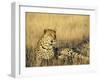 Leopard, Panthera Pardus, in Captivity, Namibia, Africa-Ann & Steve Toon-Framed Photographic Print