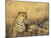 Leopard, Panthera Pardus, in Captivity, Namibia, Africa-Ann & Steve Toon-Mounted Photographic Print