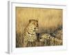 Leopard, Panthera Pardus, in Captivity, Namibia, Africa-Ann & Steve Toon-Framed Photographic Print