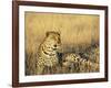 Leopard, Panthera Pardus, in Captivity, Namibia, Africa-Ann & Steve Toon-Framed Photographic Print