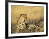 Leopard, Panthera Pardus, in Captivity, Namibia, Africa-Ann & Steve Toon-Framed Photographic Print