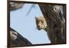 Leopard (Panthera pardus), Khwai Conservation Area, Okavango Delta, Botswana, Africa-Sergio Pitamitz-Framed Photographic Print