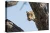 Leopard (Panthera pardus), Khwai Conservation Area, Okavango Delta, Botswana, Africa-Sergio Pitamitz-Stretched Canvas