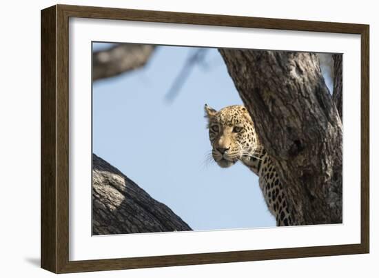 Leopard (Panthera pardus), Khwai Conservation Area, Okavango Delta, Botswana, Africa-Sergio Pitamitz-Framed Photographic Print