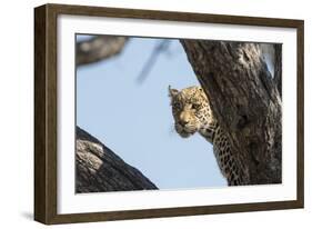 Leopard (Panthera pardus), Khwai Conservation Area, Okavango Delta, Botswana, Africa-Sergio Pitamitz-Framed Photographic Print