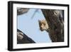 Leopard (Panthera pardus), Khwai Conservation Area, Okavango Delta, Botswana, Africa-Sergio Pitamitz-Framed Photographic Print