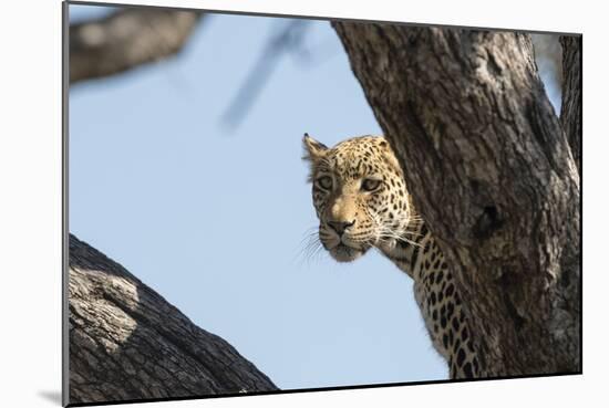 Leopard (Panthera pardus), Khwai Conservation Area, Okavango Delta, Botswana, Africa-Sergio Pitamitz-Mounted Photographic Print