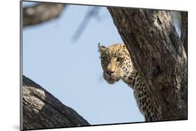 Leopard (Panthera pardus), Khwai Conservation Area, Okavango Delta, Botswana, Africa-Sergio Pitamitz-Mounted Photographic Print