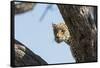 Leopard (Panthera pardus), Khwai Conservation Area, Okavango Delta, Botswana, Africa-Sergio Pitamitz-Framed Stretched Canvas