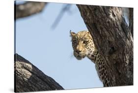 Leopard (Panthera pardus), Khwai Conservation Area, Okavango Delta, Botswana, Africa-Sergio Pitamitz-Stretched Canvas