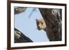 Leopard (Panthera pardus), Khwai Conservation Area, Okavango Delta, Botswana, Africa-Sergio Pitamitz-Framed Photographic Print