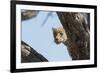 Leopard (Panthera pardus), Khwai Conservation Area, Okavango Delta, Botswana, Africa-Sergio Pitamitz-Framed Photographic Print