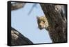 Leopard (Panthera pardus), Khwai Conservation Area, Okavango Delta, Botswana, Africa-Sergio Pitamitz-Framed Stretched Canvas