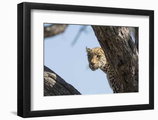 Leopard (Panthera pardus), Khwai Conservation Area, Okavango Delta, Botswana, Africa-Sergio Pitamitz-Framed Photographic Print