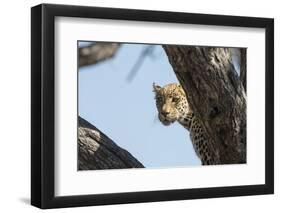 Leopard (Panthera pardus), Khwai Conservation Area, Okavango Delta, Botswana, Africa-Sergio Pitamitz-Framed Photographic Print