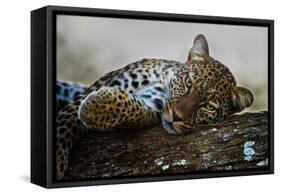 Leopard (Panthera Pardus) Lying on a Tree, Ndutu, Ngorongoro Conservation Area, Tanzania-null-Framed Stretched Canvas