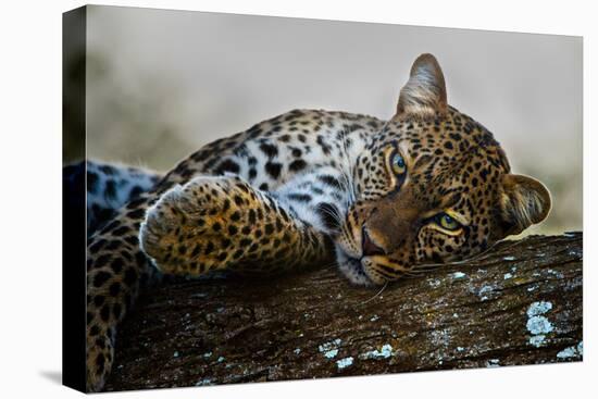 Leopard (Panthera Pardus) Lying on a Tree, Ndutu, Ngorongoro Conservation Area, Tanzania-null-Stretched Canvas