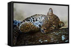 Leopard (Panthera Pardus) Lying on a Tree, Ndutu, Ngorongoro Conservation Area, Tanzania-null-Framed Stretched Canvas