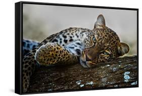 Leopard (Panthera Pardus) Lying on a Tree, Ndutu, Ngorongoro Conservation Area, Tanzania-null-Framed Stretched Canvas