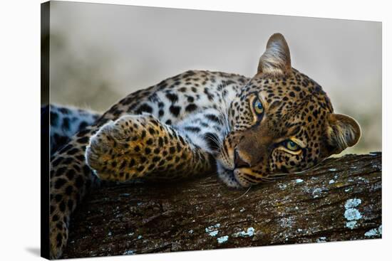 Leopard (Panthera Pardus) Lying on a Tree, Ndutu, Ngorongoro Conservation Area, Tanzania-null-Stretched Canvas