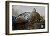 Leopard (Panthera Pardus) Lying on a Tree, Ndutu, Ngorongoro Conservation Area, Tanzania-null-Framed Premium Photographic Print