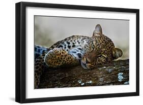 Leopard (Panthera Pardus) Lying on a Tree, Ndutu, Ngorongoro Conservation Area, Tanzania-null-Framed Premium Photographic Print